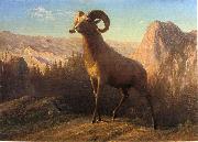 Albert Bierstadt A Rocky Mountain Sheep, Ovis, Montana Spain oil painting artist